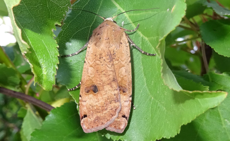 Noctua pronuba - Noctuidae